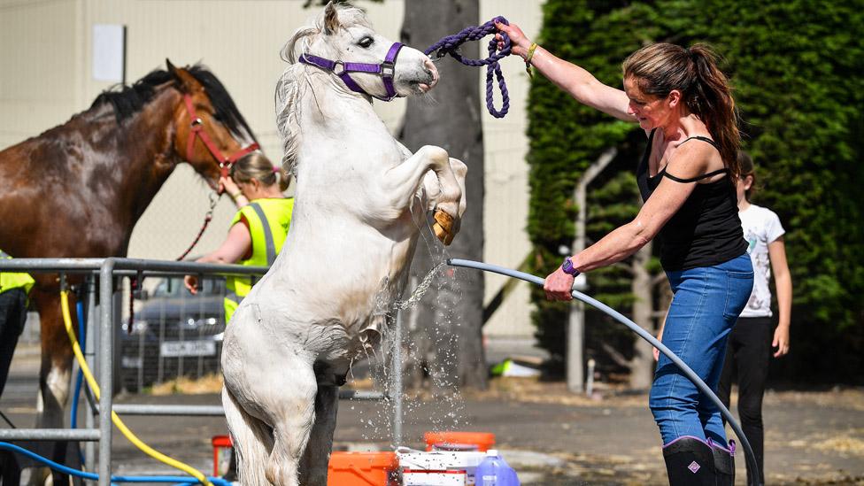 Laura Henry from Kinshaldy stables in Leuchars washes Denim ahead of The Royal Highland Show