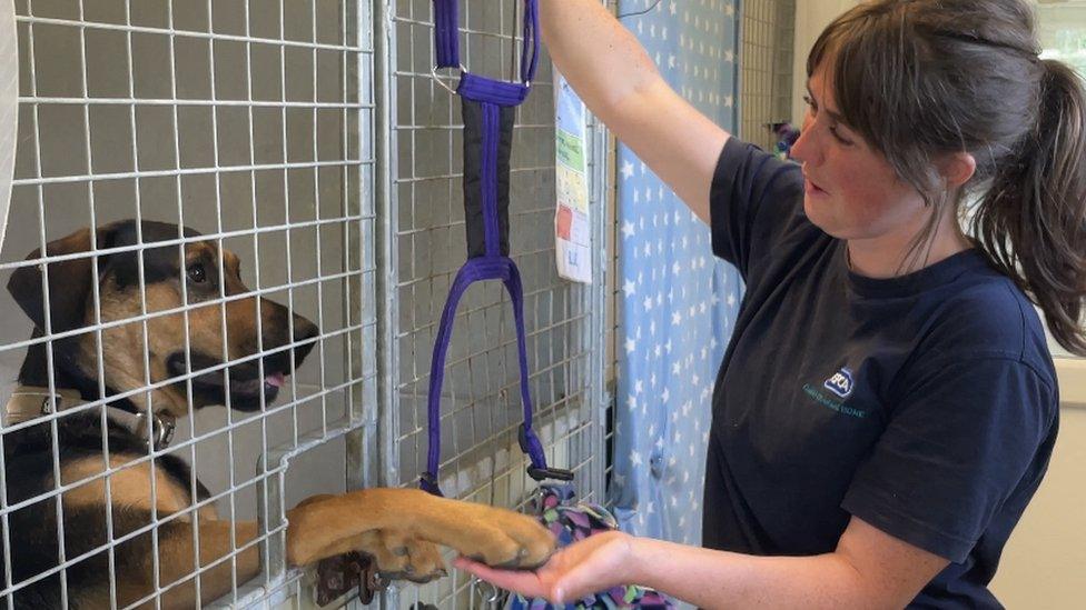 A dog giving its paw to Leah Beales in Braintree, Essex