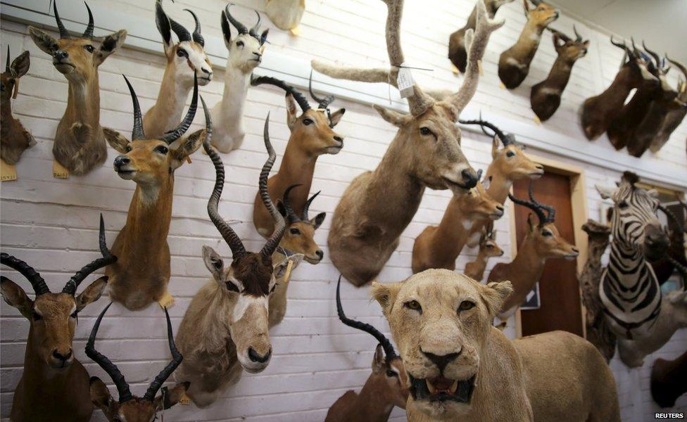 Animal trophies are seen at the entrance of a taxidermy studio in Pretoria, February 12, 2015.