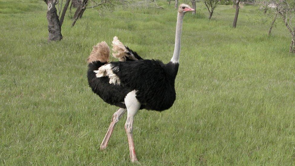 ostrich