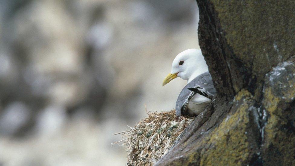 Kittiwake