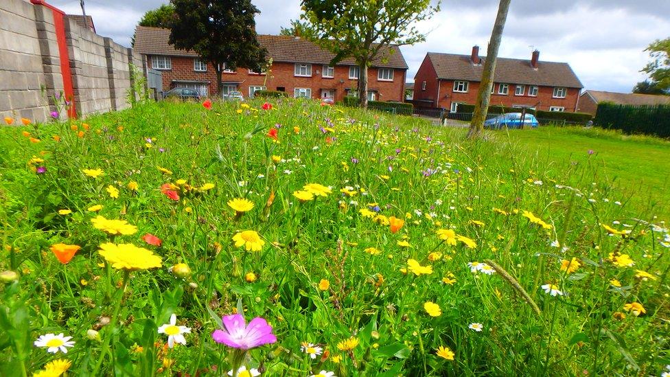 Wildflowers growing in Hartcliffe, Bristol