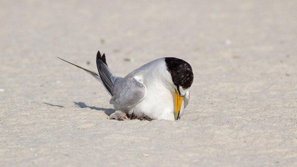 A least tern tends to a newly hatched chick in the sand