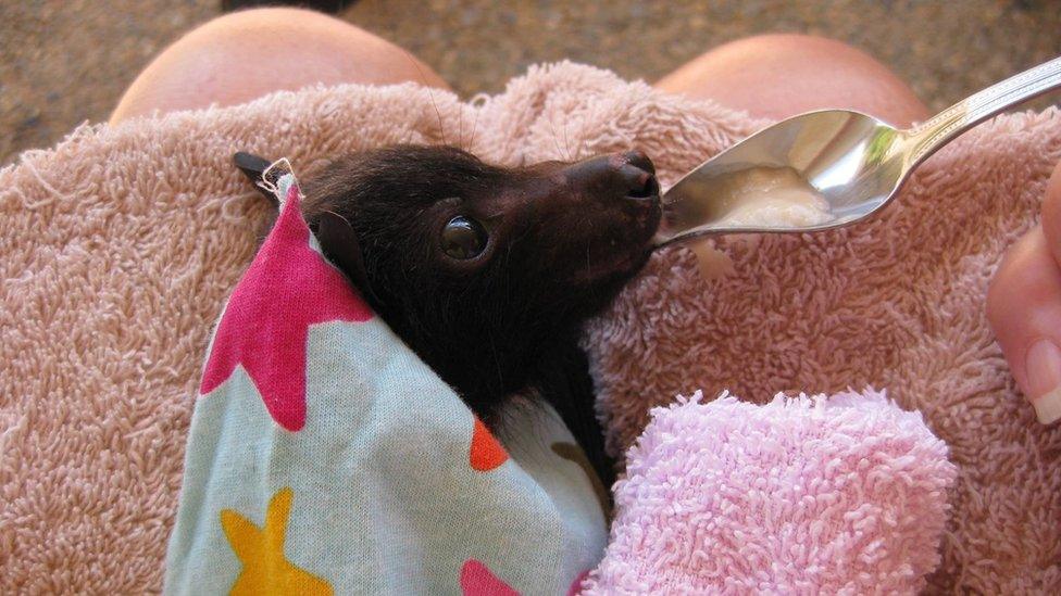 A baby flying fox is fed while wrapped in a blanket