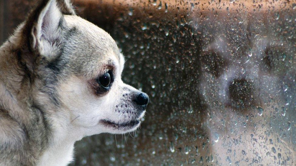 Dog inside watching the rain.