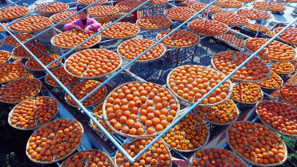 Persimmons dry on rooftops in Anxi county, Quanzhou, Fujian province