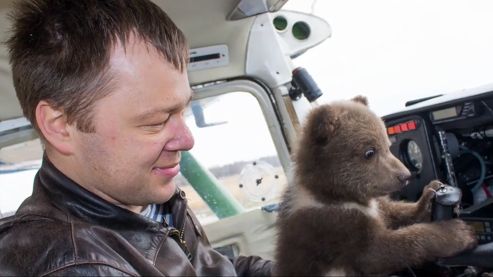 Mansur the Russian bear who lives at an airfield, 2019