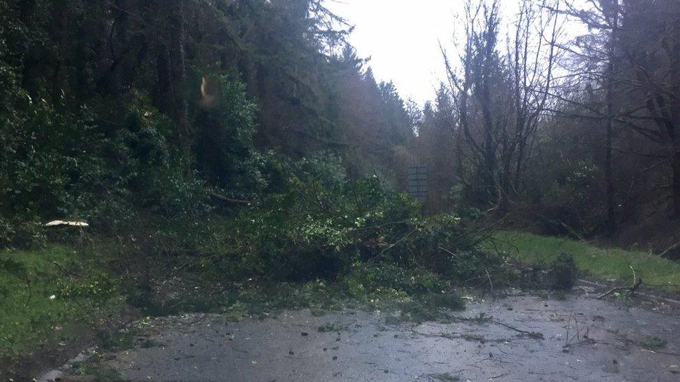 A fallen tree at Nant y Garth near Y Felinheli