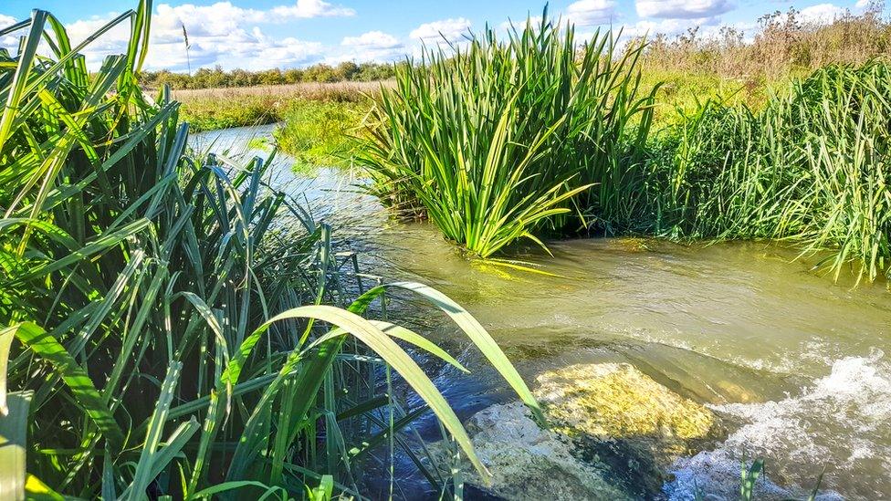 The new Thames channel at Chimney Meadows Nature Reserve