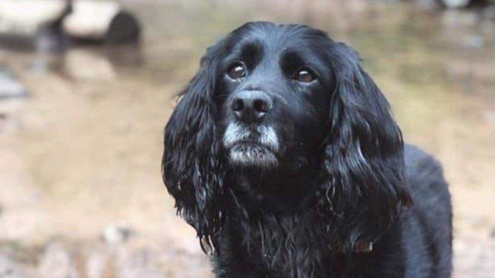 Scott the sprocker spaniel