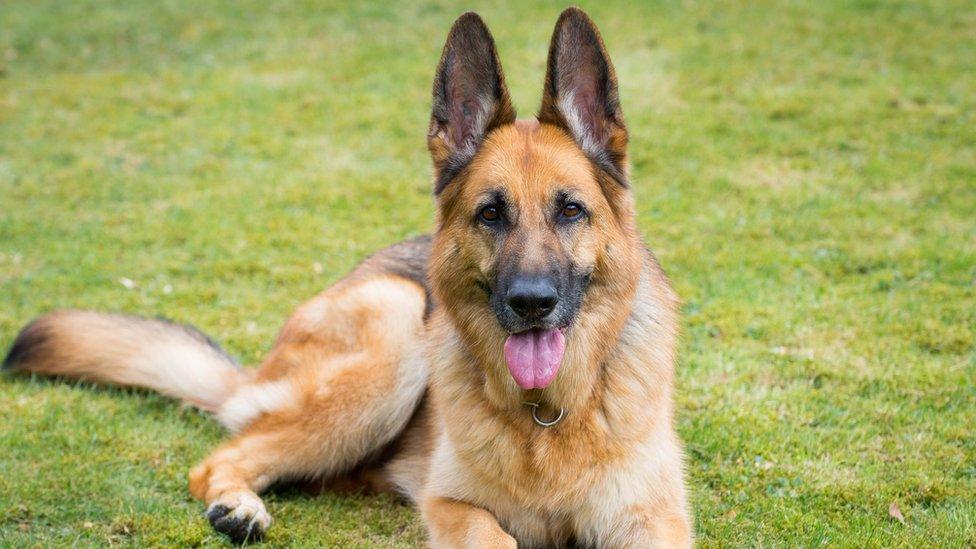 German shepherd resting on grass