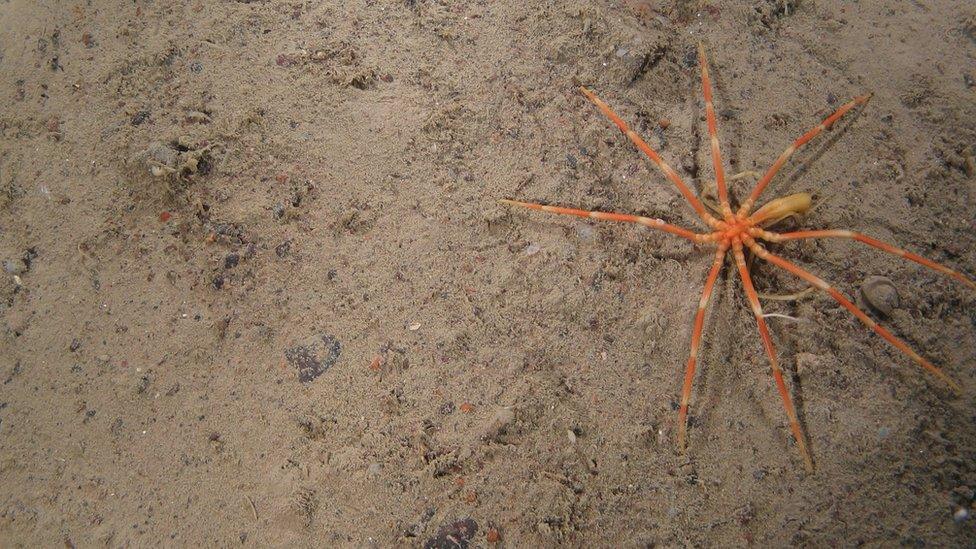 Sea spider