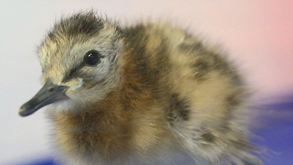 Black-tailed godwit chick