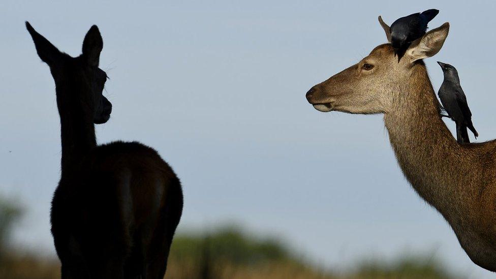 Deer in Richmond Park