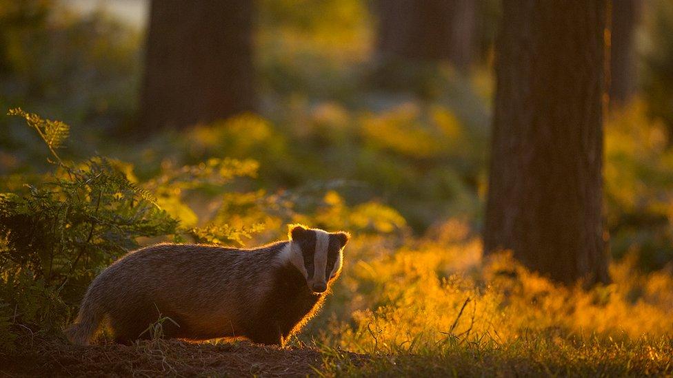 Badger in a forest