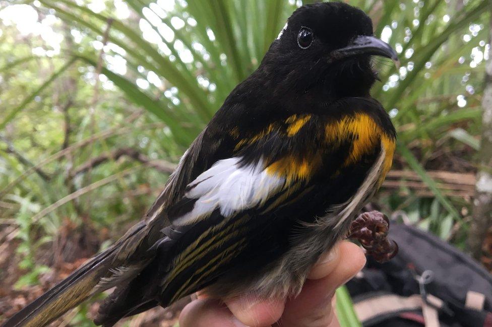 Male stitchbird