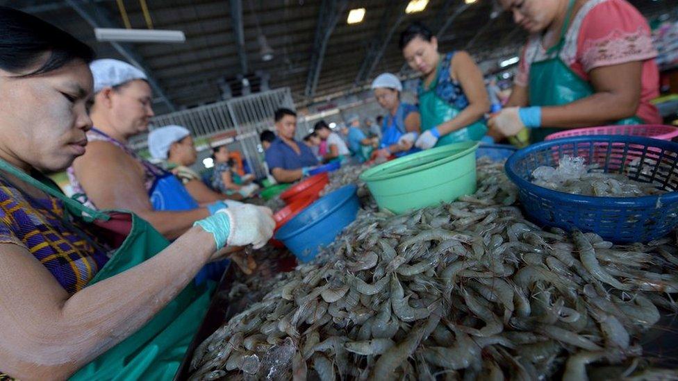 shrimp peelers