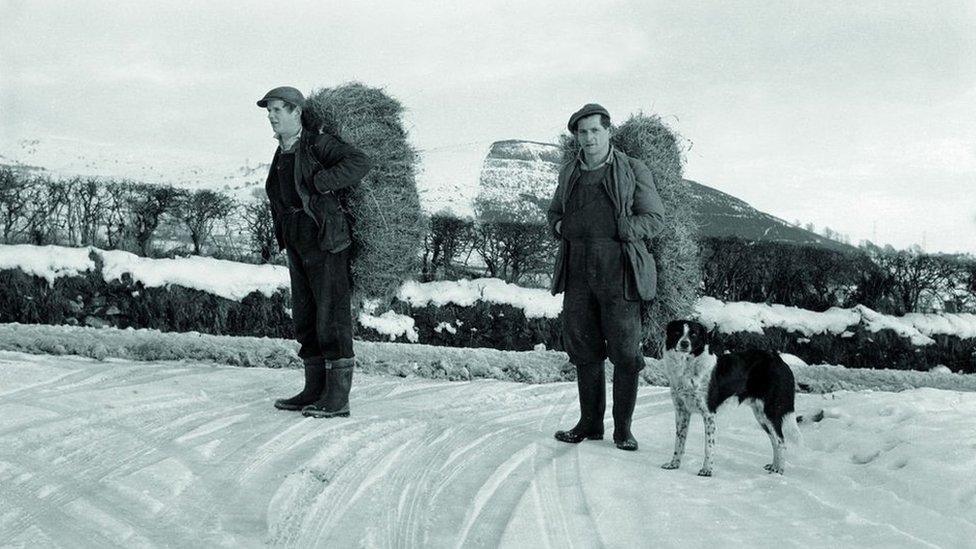 Carrying straw bales to feed the stock at Frongoch, Bala, on February 1, 1963