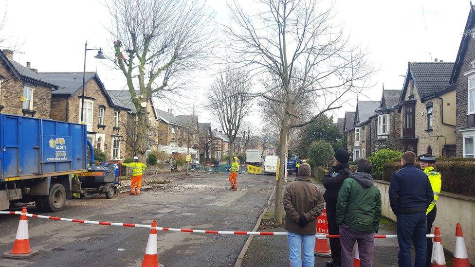 Tree felling, Sheffield