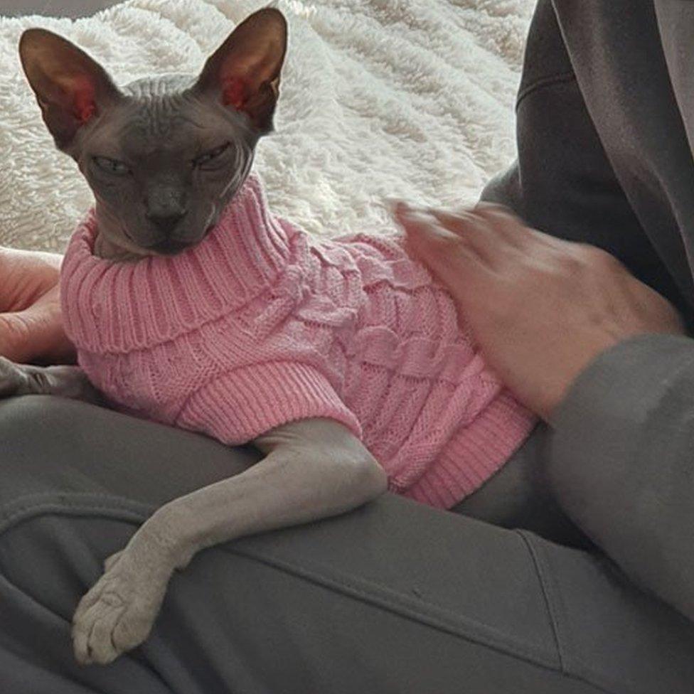 Zahra Clark's Sphynx cat keeping warm in a pink jumper