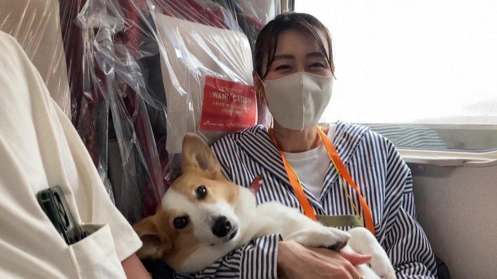 Yoko Okubo with her pet corgi