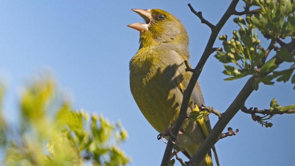 Greenfinch