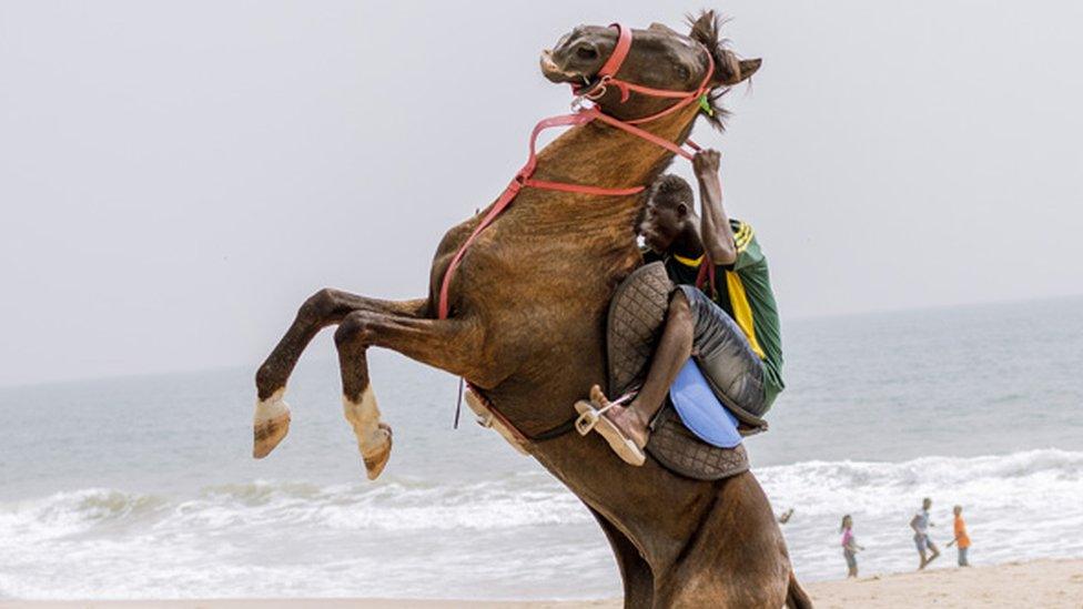 Horse rearing on the beach