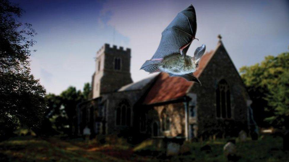 Bat flies past a church