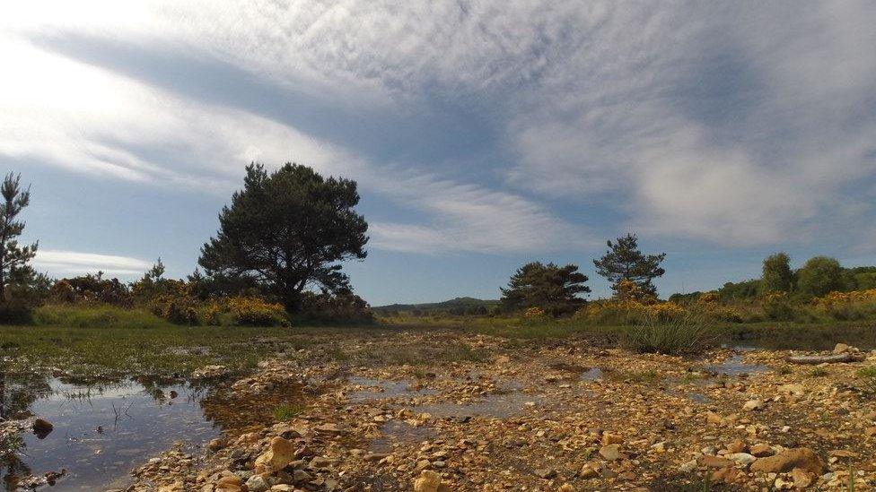 Stoborough Heath