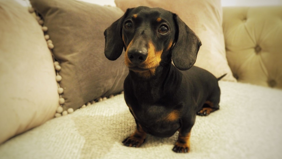 Sybil the miniature dachshund