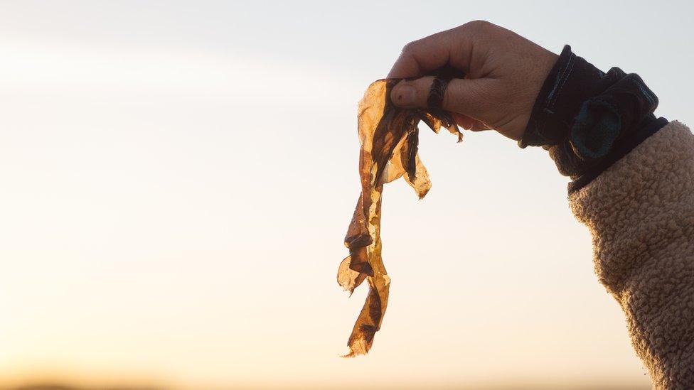 Seaweed being held