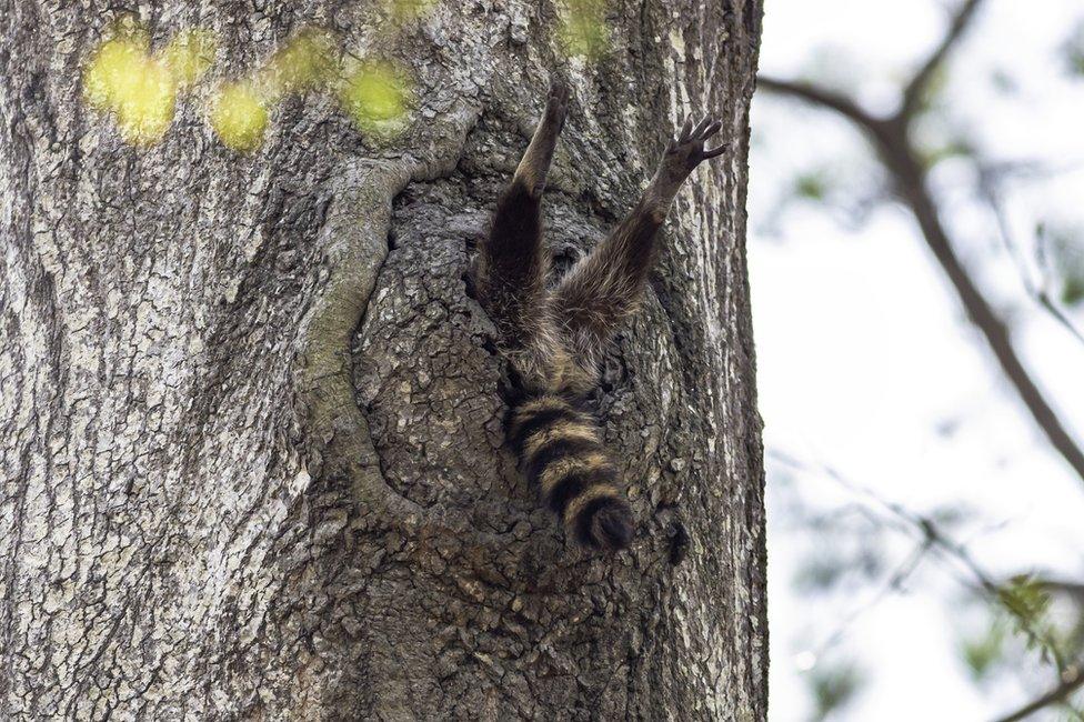 A raccoon with its legs sticking out of a hole in a tree