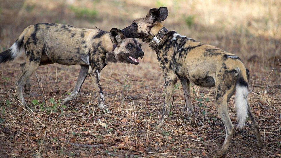 Painted dogs are pictured on November 19, 2012 in Hwange National Park in Zimbabwe.