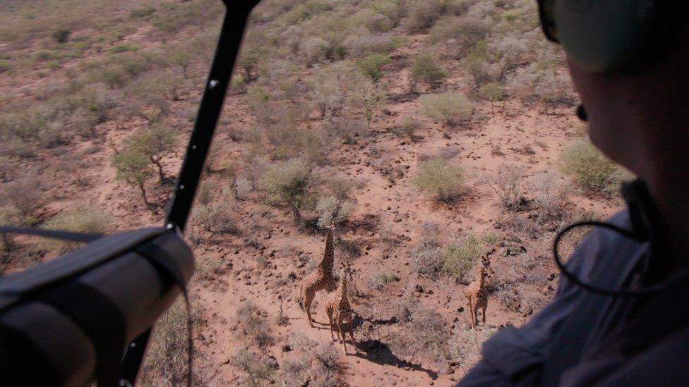 A helicopter passenger views three giraffes surrounded by sparse trees and dry earth