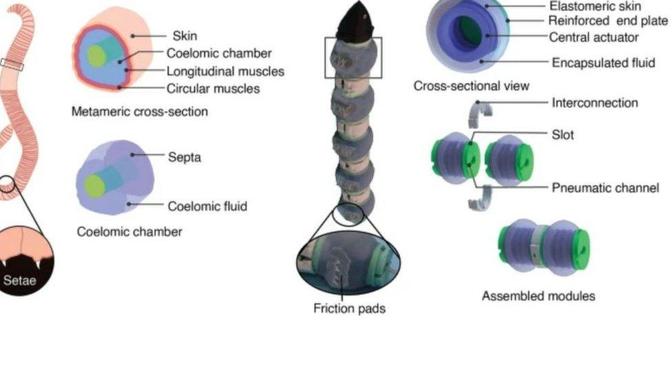 Diagram of real earthworm next to robotic one