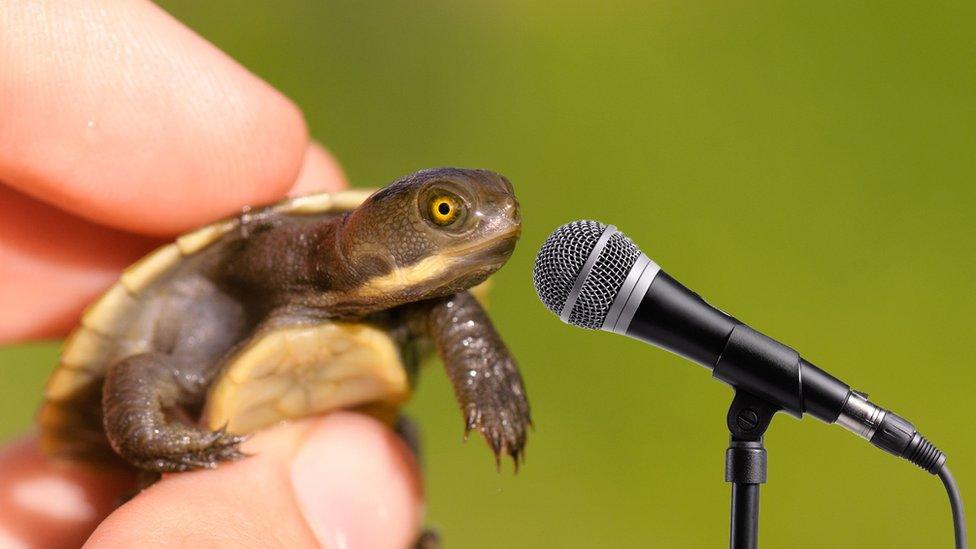 Baby turtle graphic with a microphone