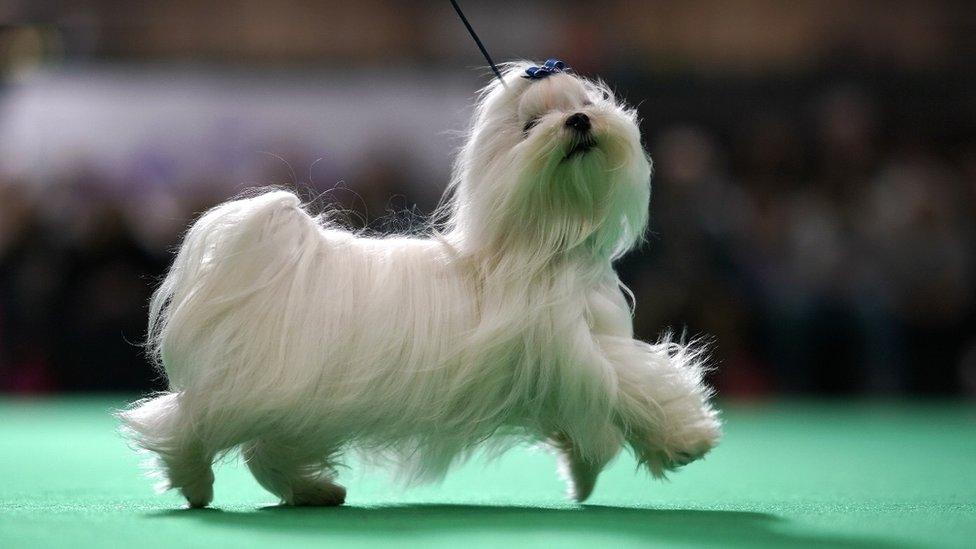 A Maltese takes to the show ring