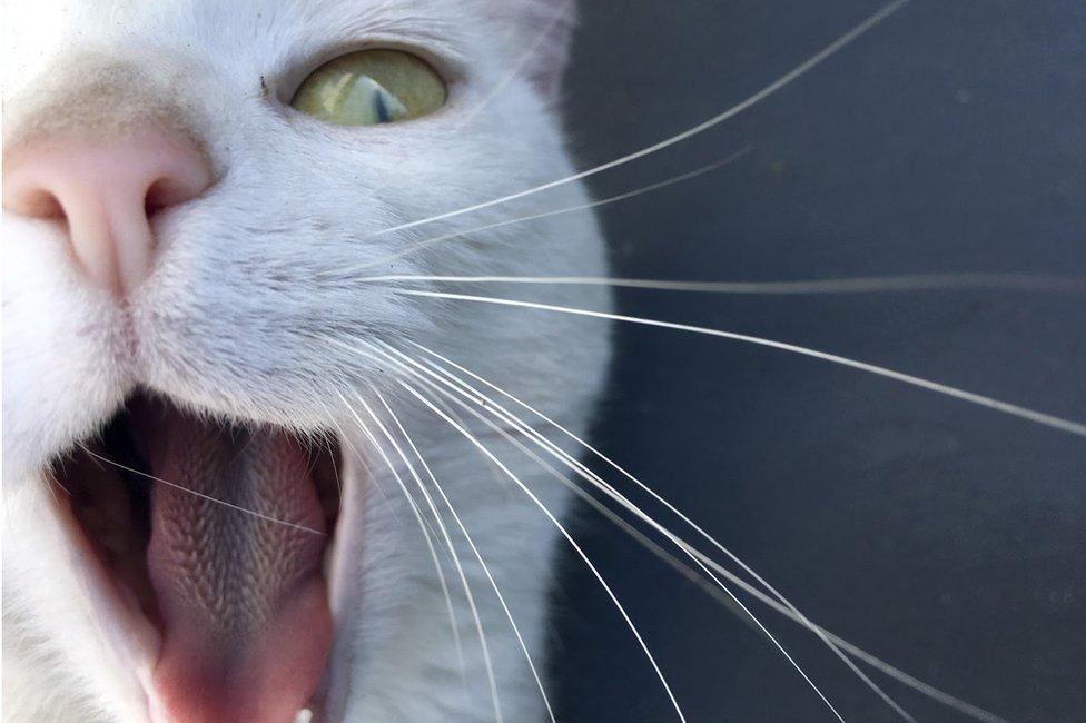 cat yawning