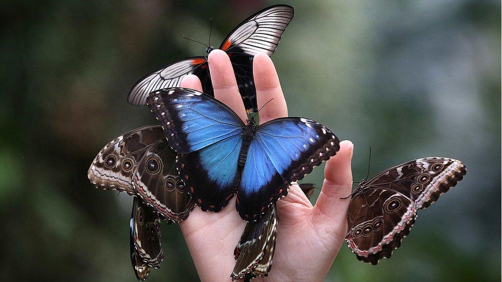 butterflies