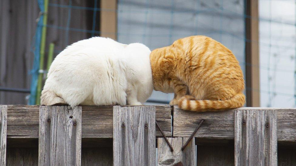 the backs of two cats sat together on a fence with their heads hidden as they push up against one another