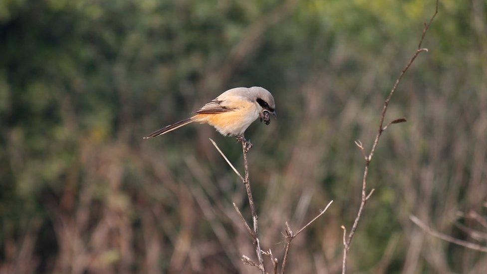 Rufous backed shrike or long tailed shrike