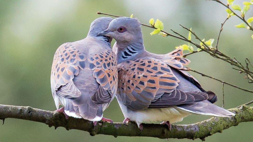 Two turtle doves