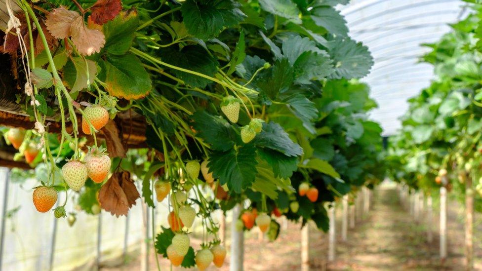 Strawberry plants in a polytunnel