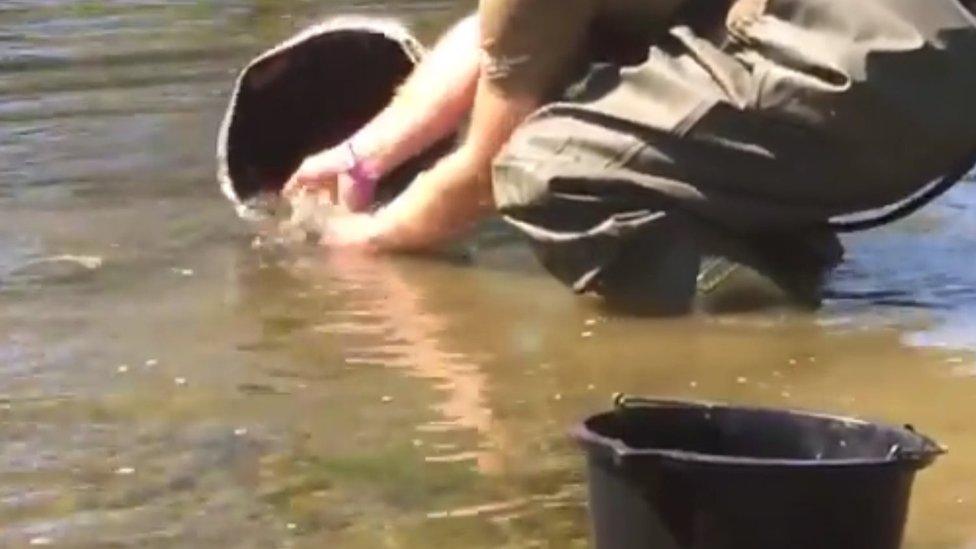 The trout are being released into the River Stour