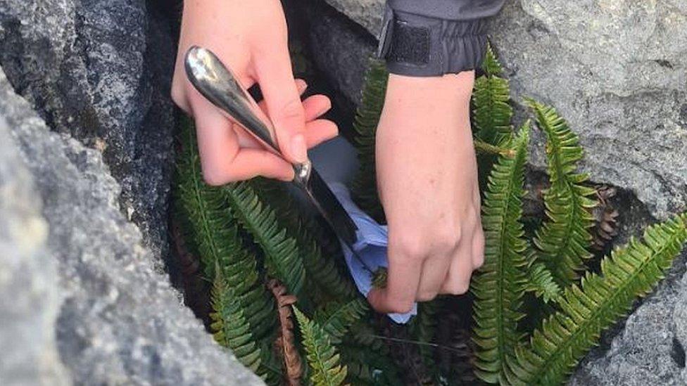 Reseeding ferns