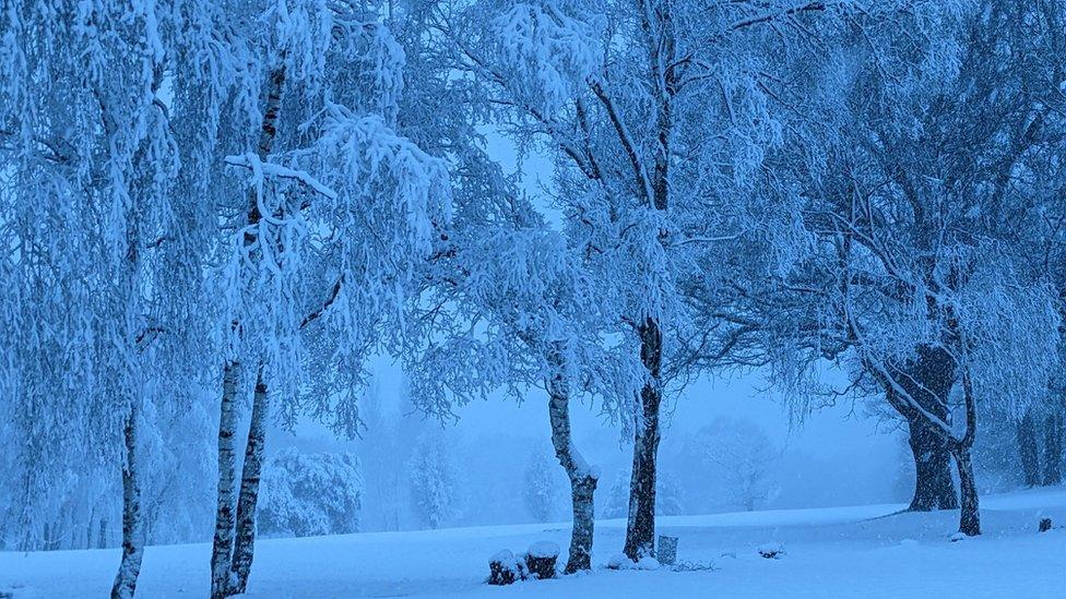 trees covered in snow and ice