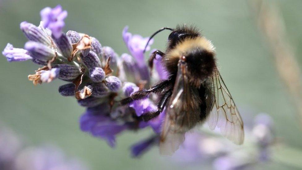 bee on lavender