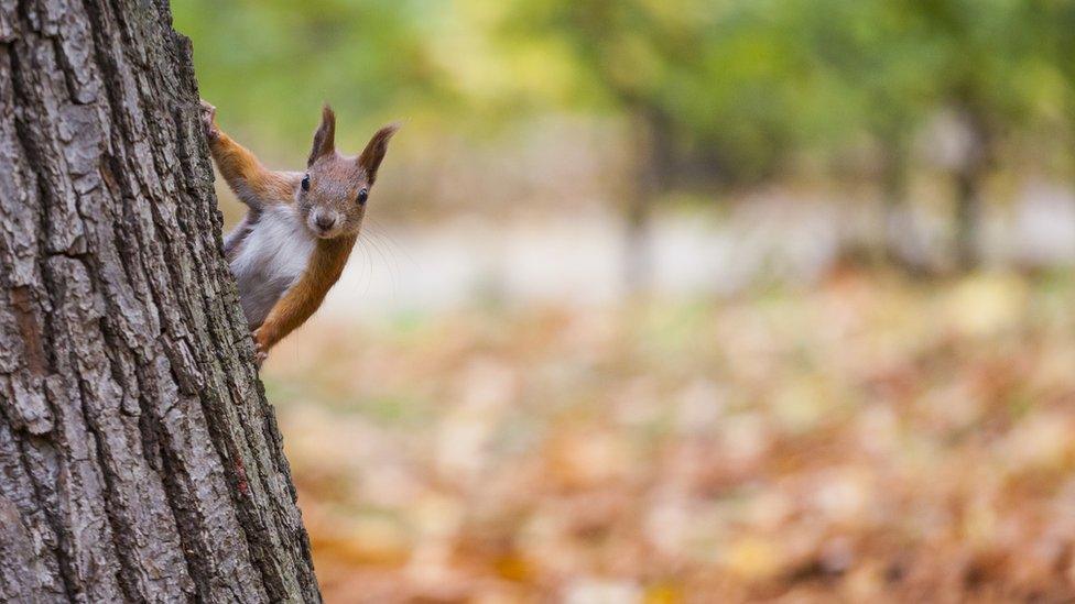 A squirrel behind a tree.