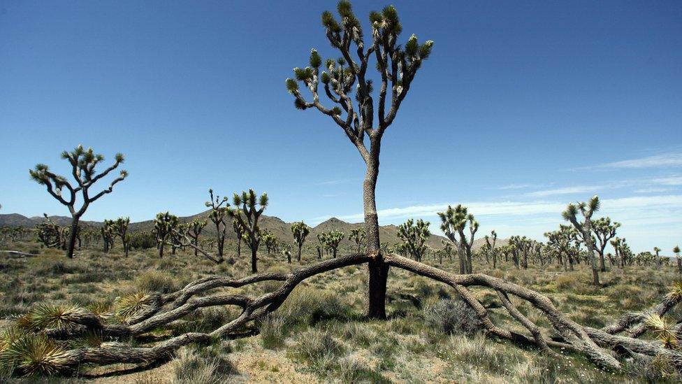 Joshua Tree park