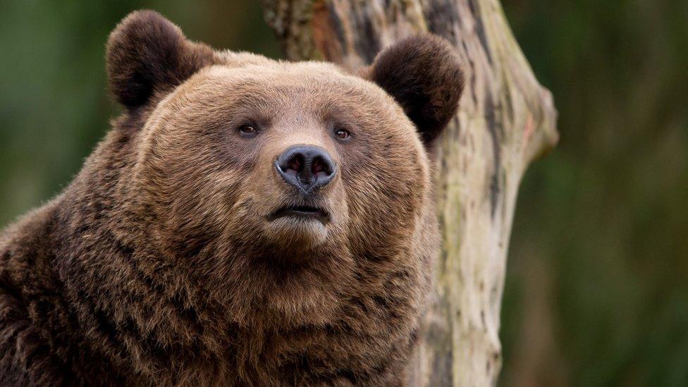 A European brown bear